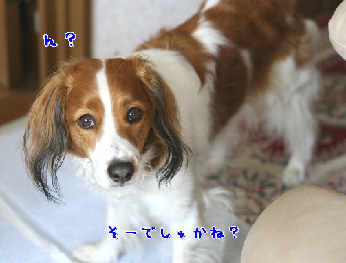 d0013149_113116.jpg
