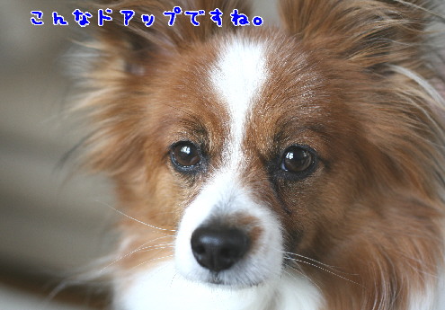 d0013149_117241.jpg