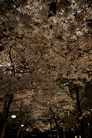 a0024250_235397.jpg