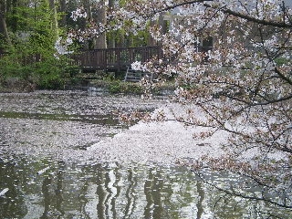 c0118352_313260.jpg