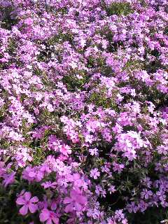 a0023158_21144549.jpg