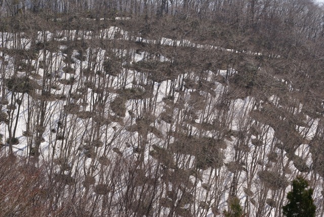 a0091666_22254239.jpg