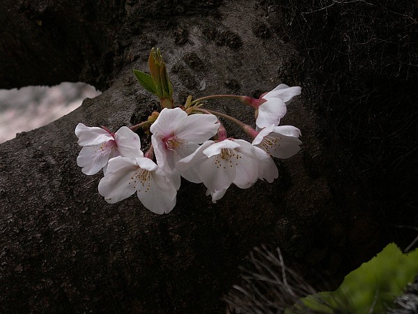 f0104569_035531.jpg