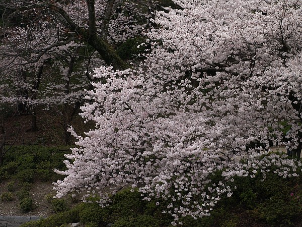 f0104569_05774.jpg