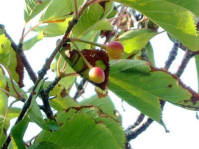 e0097770_21552338.jpg