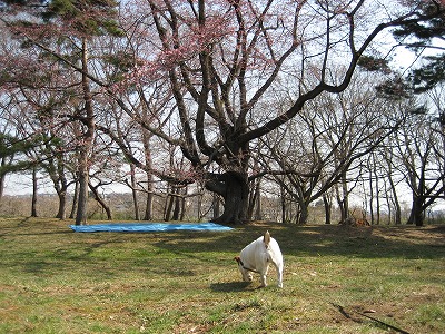 e0106372_1230273.jpg