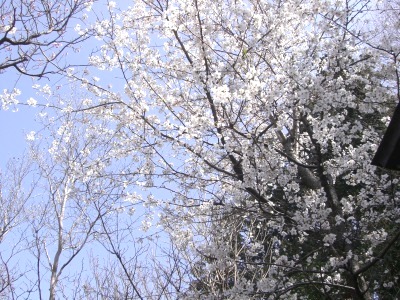 c0078480_1746232.jpg