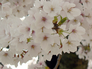 b0014587_11144779.jpg