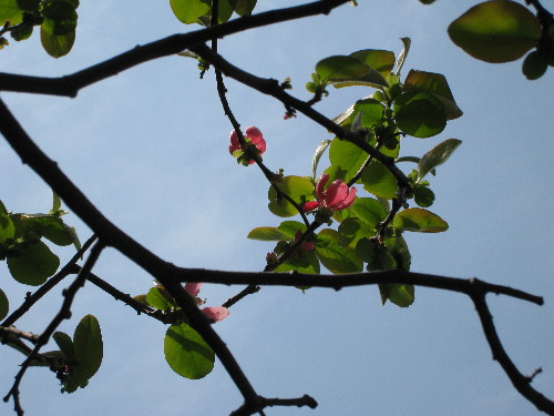 c0132387_115444.jpg