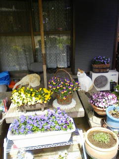 c0049489_859575.jpg