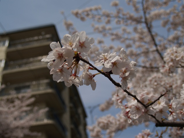 c0031794_12365878.jpg