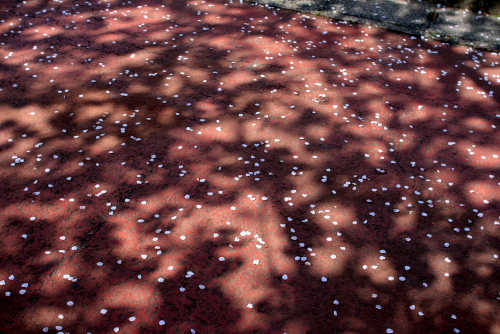 c0129498_23302679.jpg