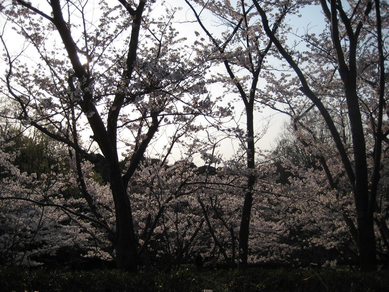 f0013998_20873.jpg