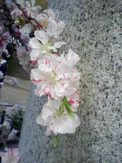 b0021101_8254281.jpg