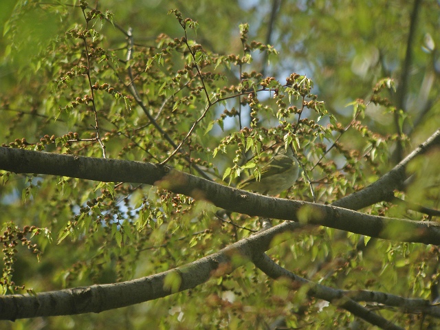 c0079001_21494352.jpg
