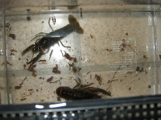e0128702_1535233.jpg