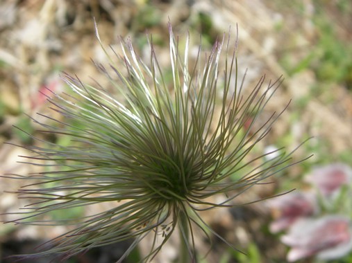 c0097309_85136.jpg
