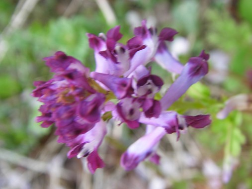 c0097309_96379.jpg