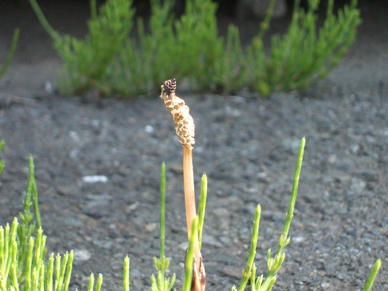 b0061010_1703183.jpg
