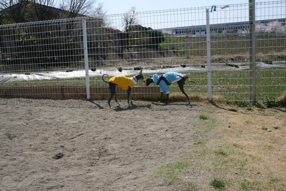c0003217_1050339.jpg