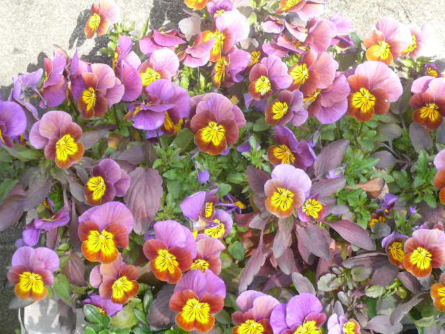 e0026017_13362987.jpg