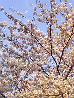 e0094322_22465570.jpg