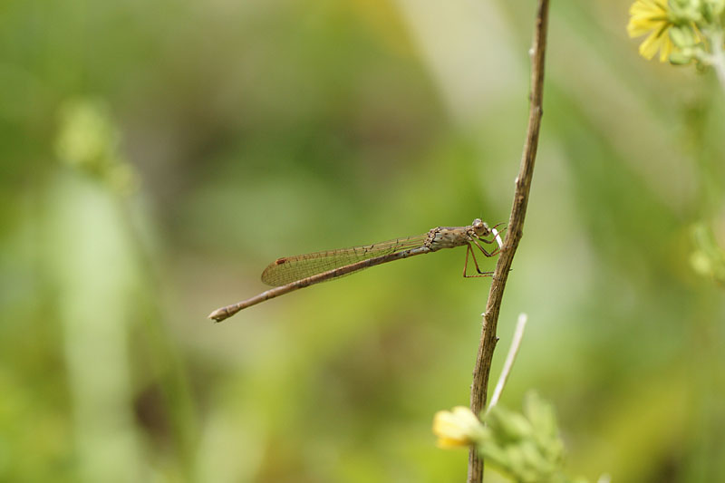 d0089024_129650.jpg