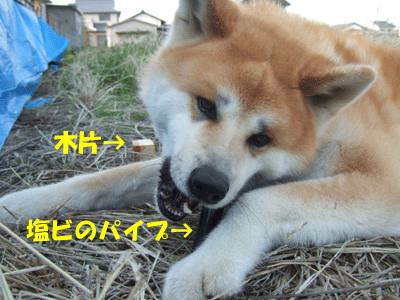 f0008935_13112984.gif