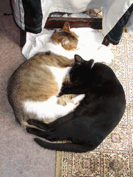 c0136736_17312111.gif