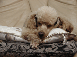 c0136736_1737098.gif