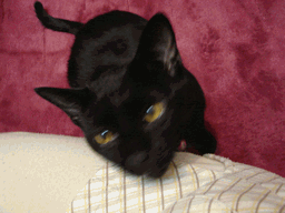 c0136736_1743541.gif