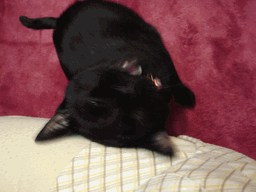 c0136736_17444661.gif