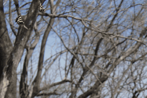 c0043361_2351678.gif