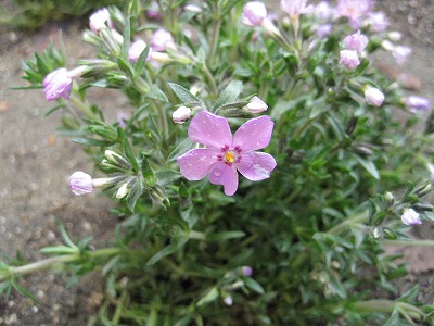 e0106372_1201254.jpg
