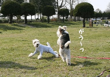 b0091373_22373484.gif
