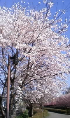 c0096582_11565322.jpg
