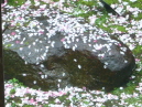 b0114403_1429467.jpg