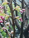 b0114403_15362538.jpg