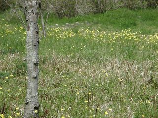 b0061107_761774.jpg