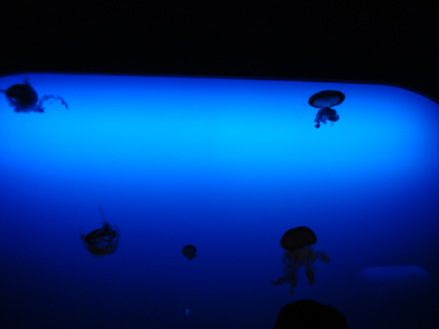 e0015108_003839.jpg