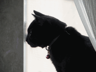 c0136736_20175742.gif