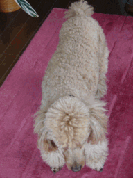 c0136736_2019352.gif