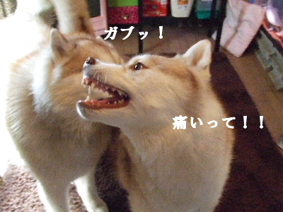e0121548_15261515.jpg