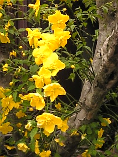 c0069552_11464757.jpg