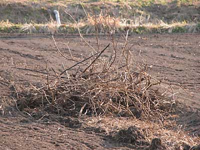 c0145453_8314350.jpg