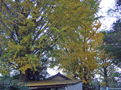 b0045357_10204447.jpg
