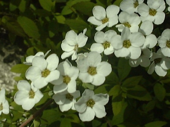 f0039281_9544025.jpg
