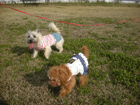 e0066883_22223935.gif