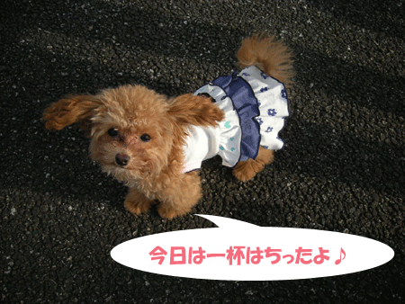 e0066883_22264079.gif