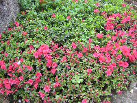 e0060987_1231779.jpg